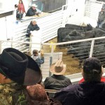 Glendive Livestock Auction